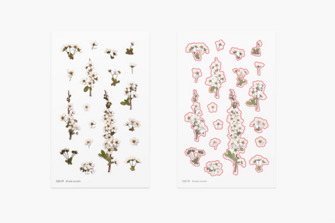 Pressed Flower Sticker [Bridal Wreath] | Printed Dried Flower Sticker