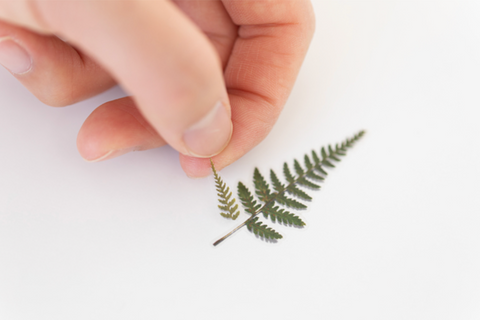 Pressed Flower Sticker [Bracken] | Printed Dried Flower Sticker