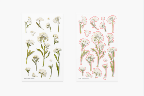 Pressed Flower Sticker [Sweet Alyssum] | Printed Dried Flower Sticker