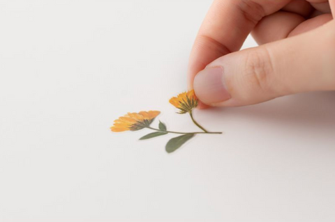 Pressed Flower Sticker [Calendula] | Printed Dried Flower Sticker
