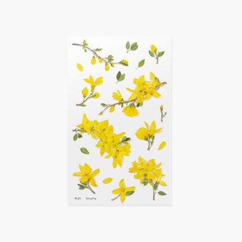 Pressed Flower Sticker [Forsythia] | Printed Dried Flower Sticker