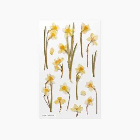 Pressed Flower Sticker [Narcissus] | Printed Dried Flower Sticker