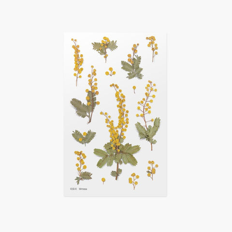 Pressed Flower Sticker [Mimosa] | Printed Dried Flower Sticker
