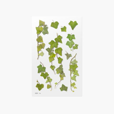 Pressed Flower Sticker [ivy] | Printed Dried Flower Sticker