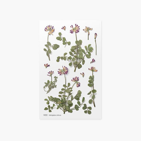 Pressed Flower Sticker [Astragalus sinicus] | Printed Dried Flower Sticker