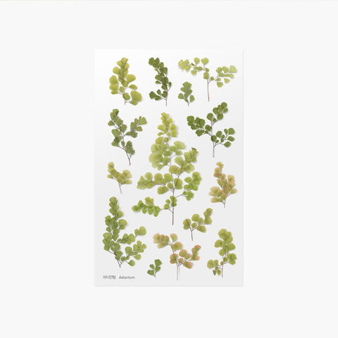 Pressed Flower Sticker [Adiantum] | Printed Dried Flower Sticker