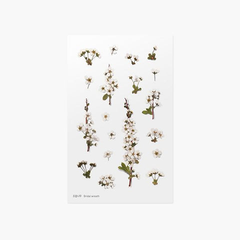 Pressed Flower Sticker [Bridal Wreath] | Printed Dried Flower Sticker