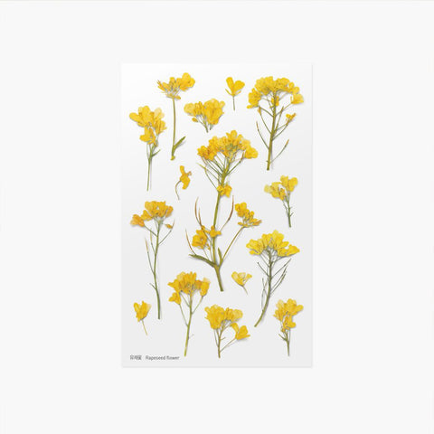 Pressed Flower Sticker [Rapeseed Flower] | Printed Dried Flower Sticker