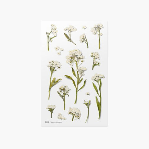 Pressed Flower Sticker [Sweet Alyssum] | Printed Dried Flower Sticker