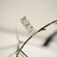 Masking Tape [80 Tree]