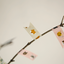 Masking Tape [76 Kitty]