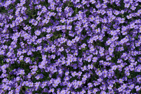 Rub-on Flower Sticker [Botanical Purple] | Printed Dried Flower Sticker