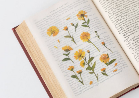 Pressed Flower Sticker [Calendula] | Printed Dried Flower Sticker