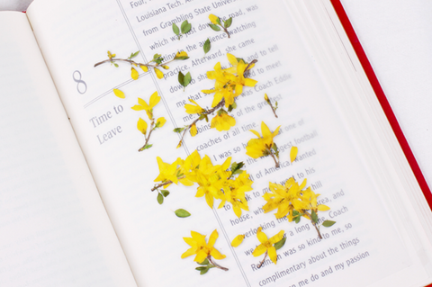 Pressed Flower Sticker [Forsythia] | Printed Dried Flower Sticker