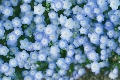 Rub-on Flower Sticker [Botanical Blue] | Printed Dried Flower Sticker