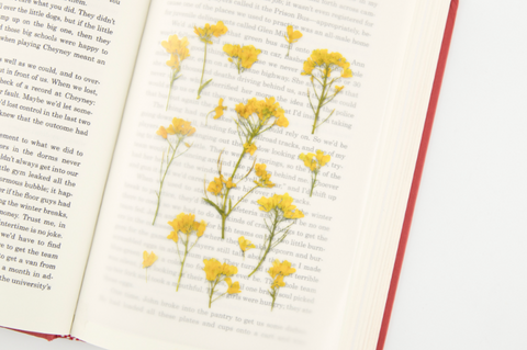 Pressed Flower Sticker [Rapeseed Flower] | Printed Dried Flower Sticker