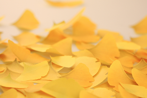 Ginkgo Sticky Notes L [2colors]