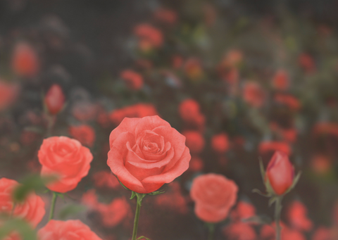 Rose Sticky Notes L [2colors]