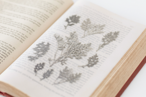 Pressed Flower Sticker [Dusty Miller] | Printed Dried Flower Sticker