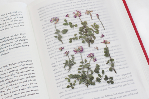 Pressed Flower Sticker [Astragalus sinicus] | Printed Dried Flower Sticker