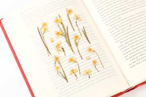 Pressed Flower Sticker [Narcissus] | Printed Dried Flower Sticker