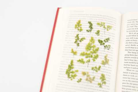 Pressed Flower Sticker [Adiantum] | Printed Dried Flower Sticker