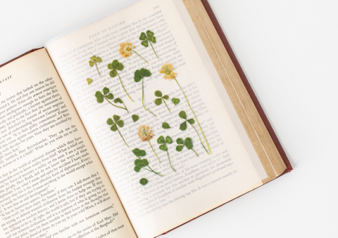 Pressed Flower Sticker [four leaf clover] | Printed Dried Flower Sticker