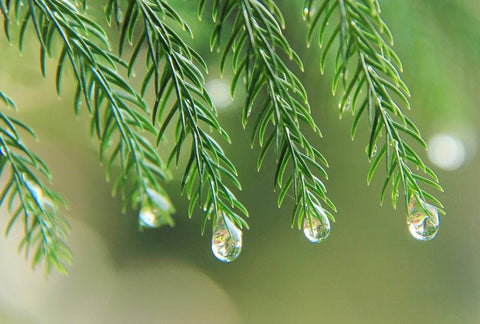 Nature Seal Sticker [Water Drop]