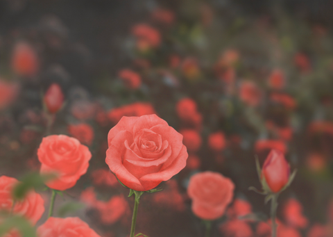 Rose Sticky Notes S [2colors]