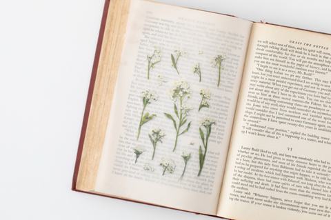 Pressed Flower Sticker [Sweet Alyssum] | Printed Dried Flower Sticker