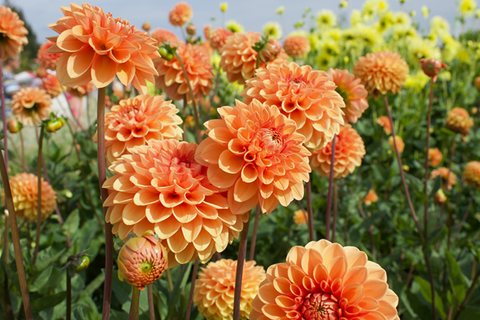 Rub-on Flower Sticker [Botanical Orange] | Printed Dried Flower Sticker