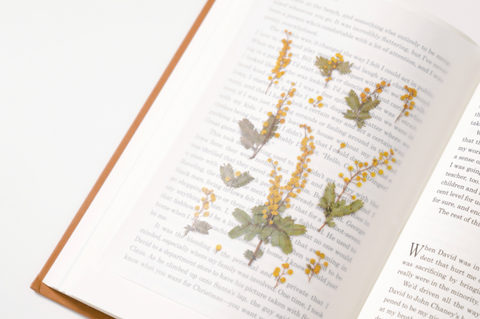 Pressed Flower Sticker [Mimosa] | Printed Dried Flower Sticker