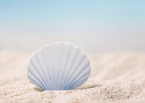 Scallop Sticky Notes S [2colors] | Shellfish