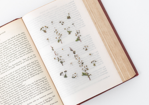 Pressed Flower Sticker [Bridal Wreath] | Printed Dried Flower Sticker