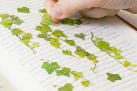 Pressed Flower Sticker [ivy] | Printed Dried Flower Sticker