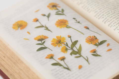 Pressed Flower Sticker [Calendula] | Printed Dried Flower Sticker