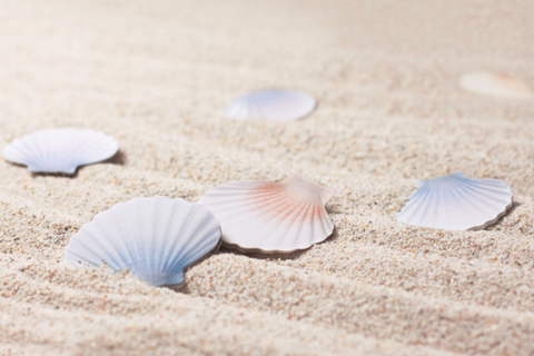 Scallop Sticky Notes S [2colors] | Shellfish