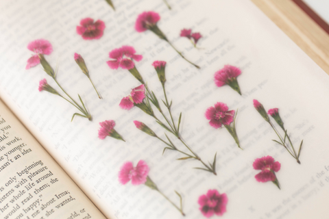 Pressed Flower Sticker [China Pink] | Printed Dried Flower Sticker