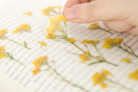 Pressed Flower Sticker [Rapeseed Flower] | Printed Dried Flower Sticker