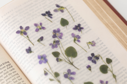 Pressed Flower Sticker [Manchurian Violet] | Printed Dried Flower Sticker