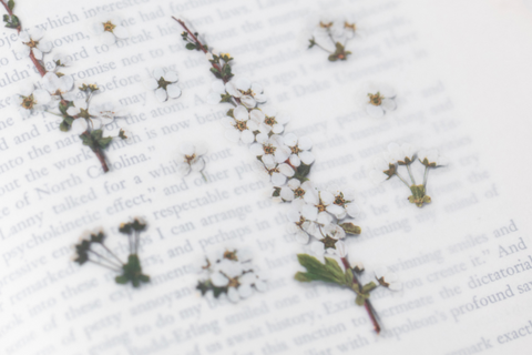 Pressed Flower Sticker [Bridal Wreath] | Printed Dried Flower Sticker