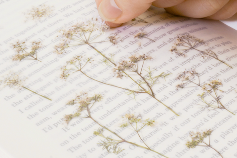 Pressed Flower Sticker [Lace Flower] | Printed Dried Flower Sticker