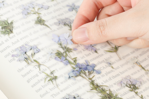 Pressed Flower Sticker [Moss Phlox] | Printed Dried Flower Sticker