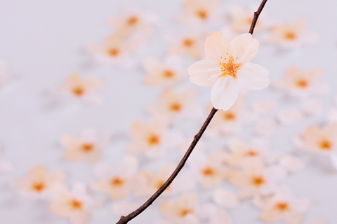 Cherry Blossom Sticky Notes L [2colors]
