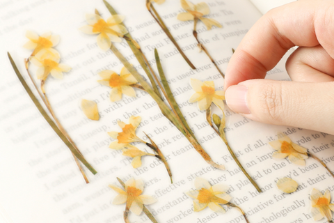 Pressed Flower Sticker [Narcissus] | Printed Dried Flower Sticker