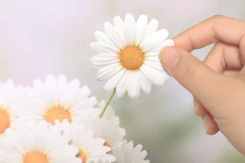 Daisy Sticky Notes L [2colors]