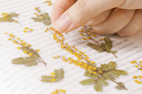 Pressed Flower Sticker [Mimosa] | Printed Dried Flower Sticker