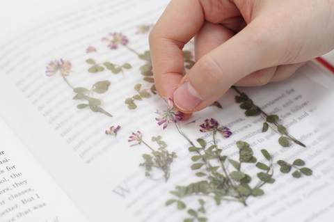 Pressed Flower Sticker [Astragalus sinicus] | Printed Dried Flower Sticker