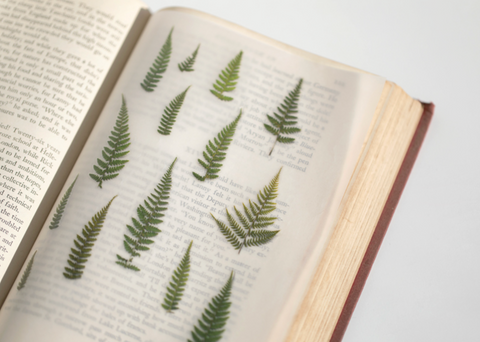 Pressed Flower Sticker [Bracken] | Printed Dried Flower Sticker