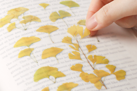Pressed Flower Sticker [Ginkgo] | Printed Dried Flower Sticker